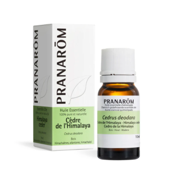 HIMALAYAI CÉDRUS – CEDRUS DEODORA