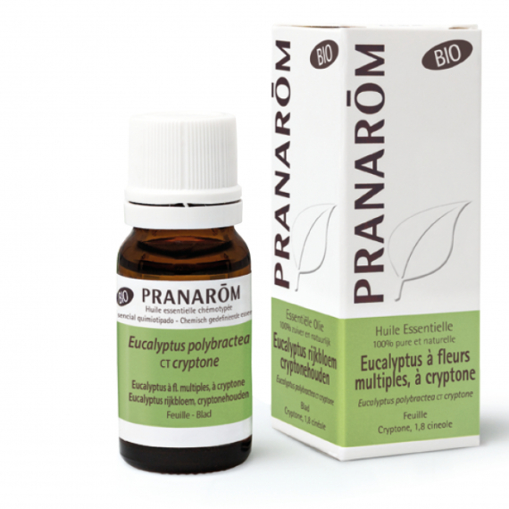 EUKALIPTUSZ CRIPTONE - EUCALYPTUS POLYBRACTEA CT CRYPTONE BIO