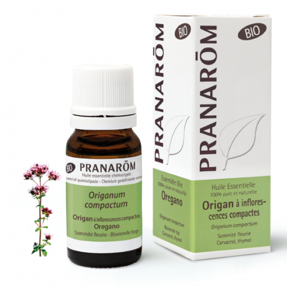 OREGÁNÓ - ORIGANUM COMPACTUM BIO