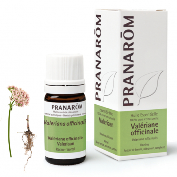 VALERIANA – VALERIANA OFFICINALIS