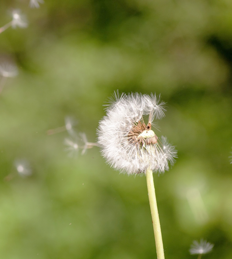 ALLERGIA - TERMÉSZETES MEGOLDÁSOK